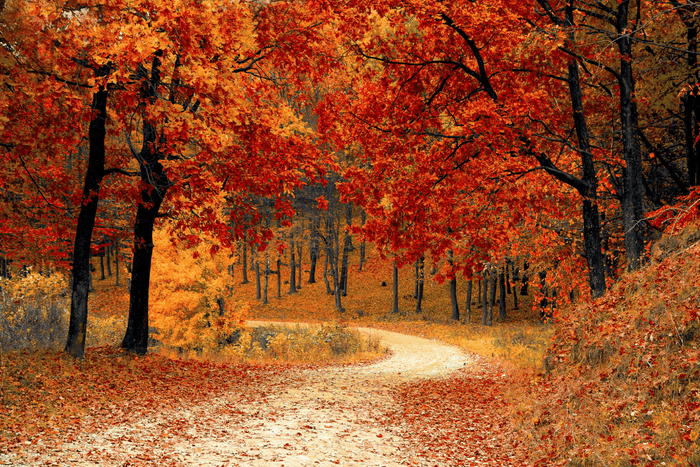 Top Autumn Getaways : Where to See the Best Fall Colors in the US